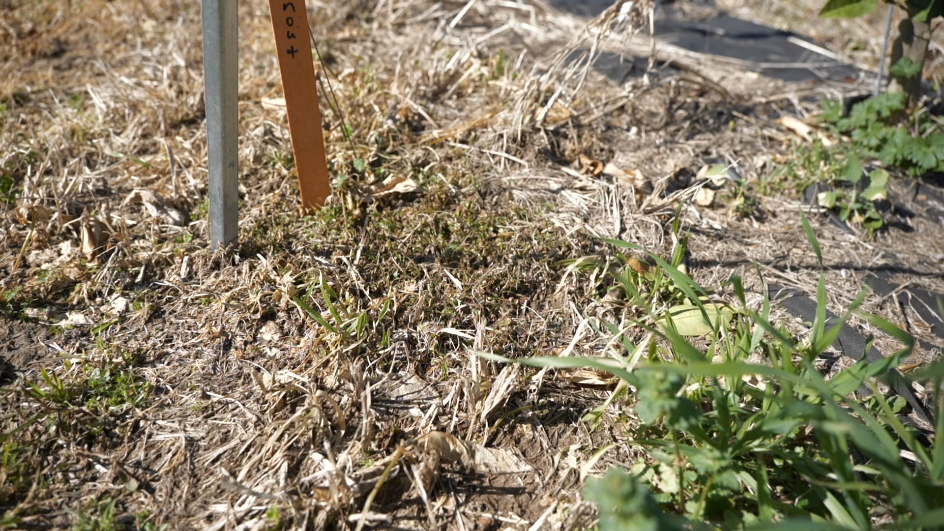 Some organic herbicides can damage your landscape
